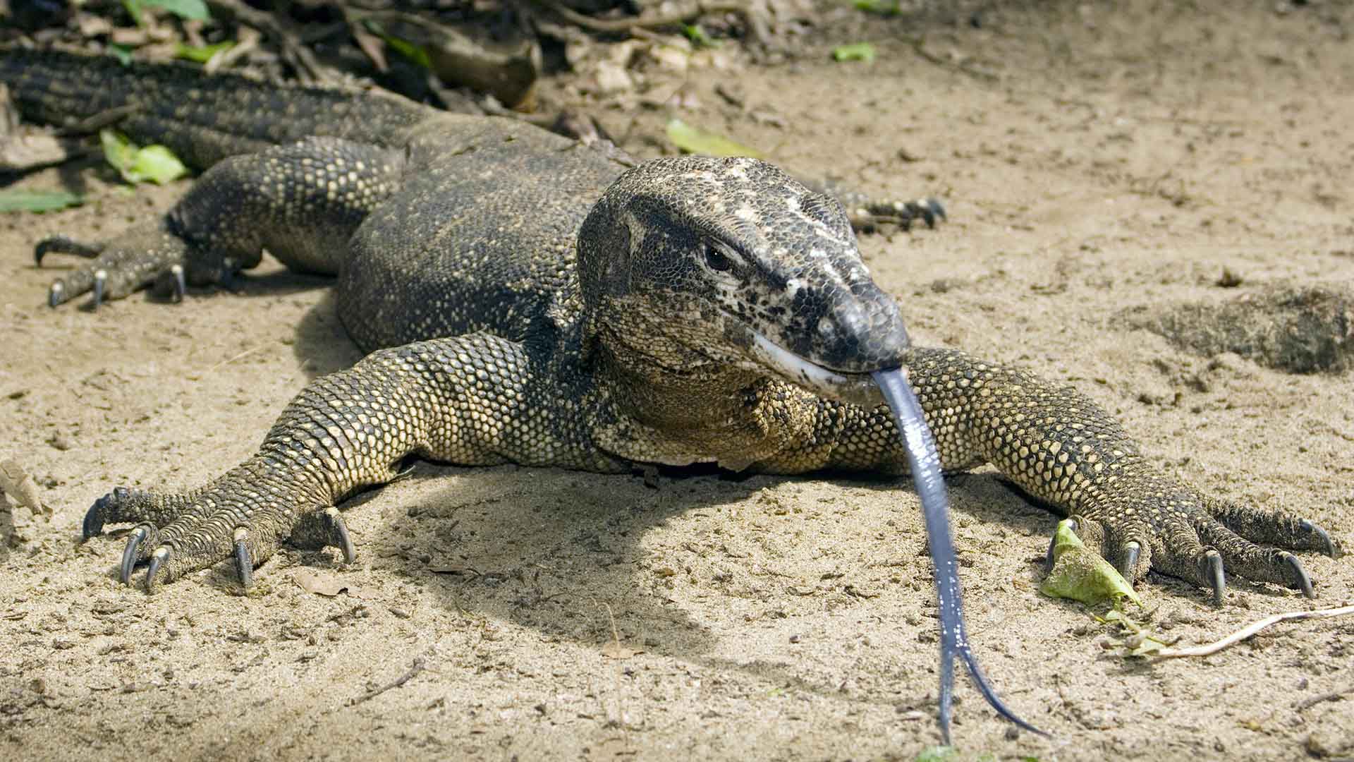 how much is a armadillo lizard