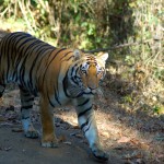 jo-tiger