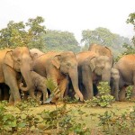 elephoto-herd-subit-sawra-photo