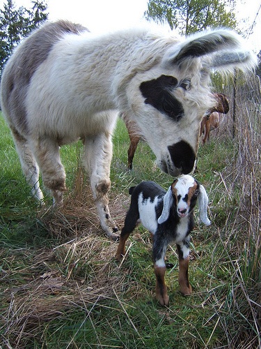 Living Earth Farm goats