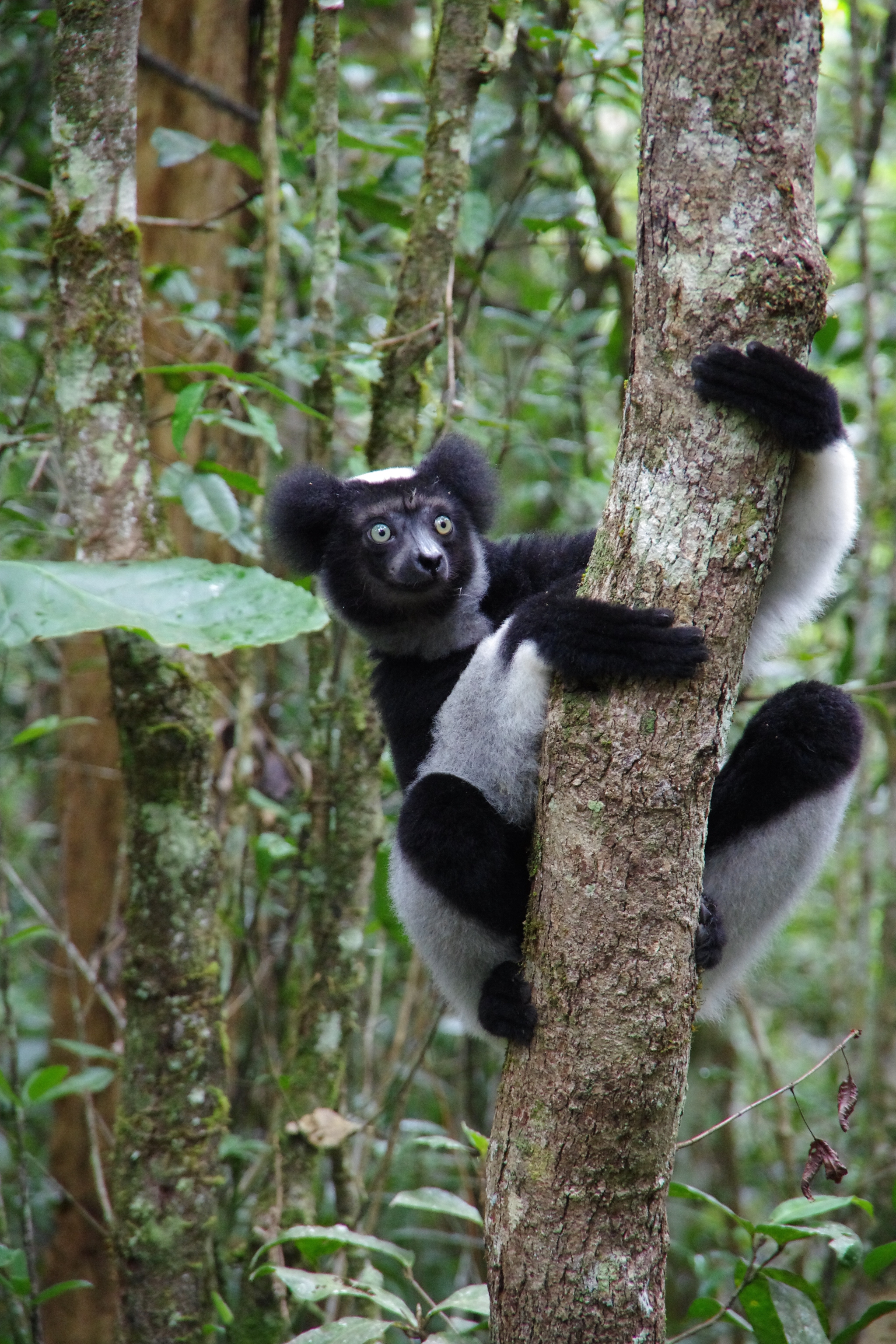 Indri Lemur, photo courtesy of M. Pedrono