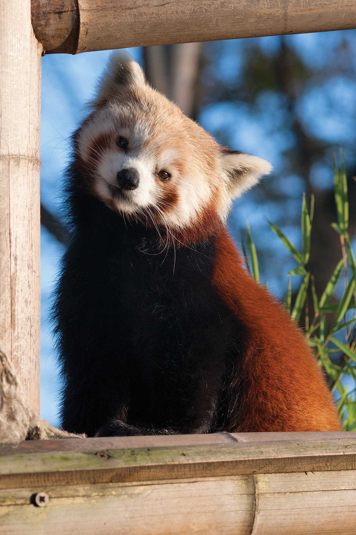 Red Panda (Ailurus fulgens) 