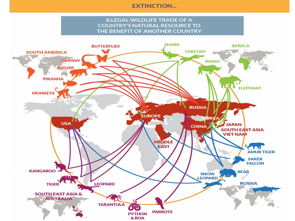 Wildlife Friendly Enterprise Network » The Poaching Crisis